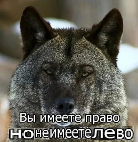 Имеете право, но не лево