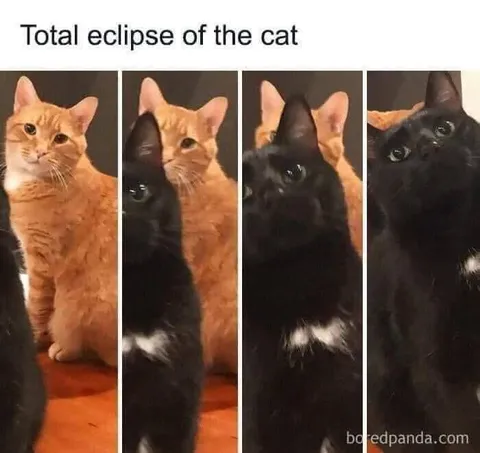 Total Eclipse of the Cat