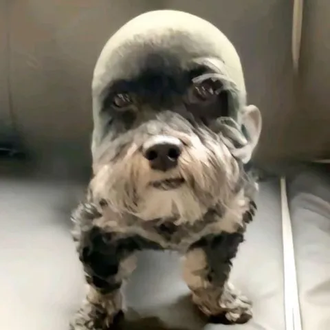 Собака с человеческим лицом