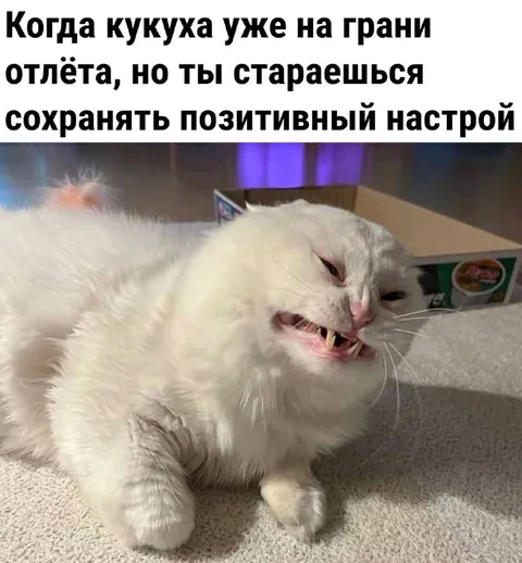 Кукуха на грани, но позитив