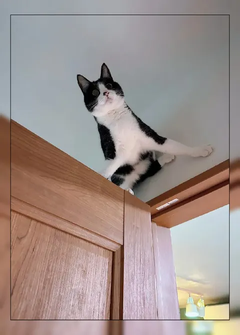 Кот на верхушке двери