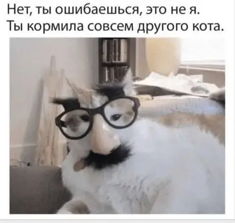 Это не я, а другой кот