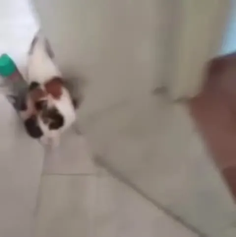 Кошка спорит со своим отражением