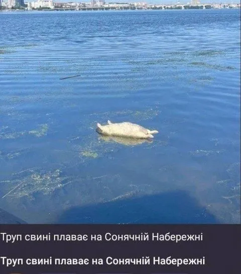 Труп свині у воді