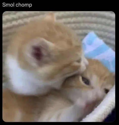 Smol Chomp Cats