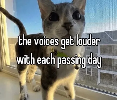 Cat Hears the Voices Getting Louder