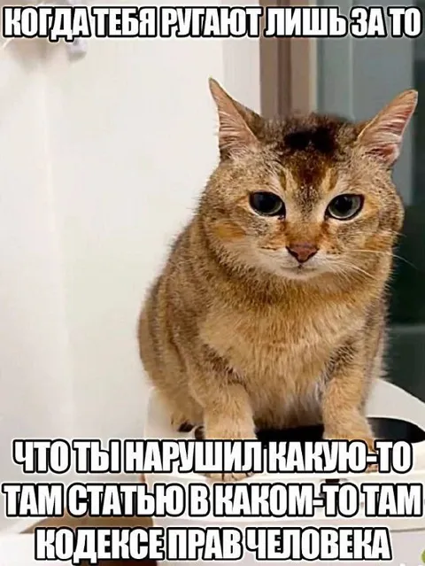 Кот нарушил статью кодекса