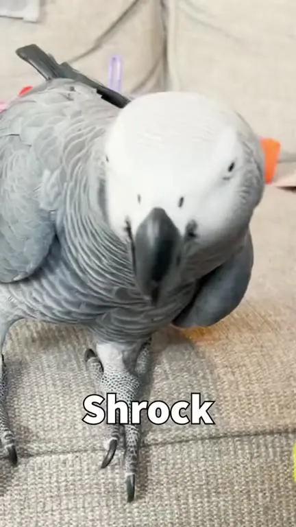 Parrot Says Shrock Instead of Shrek