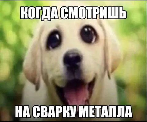 Собака смотрит на сварку металла