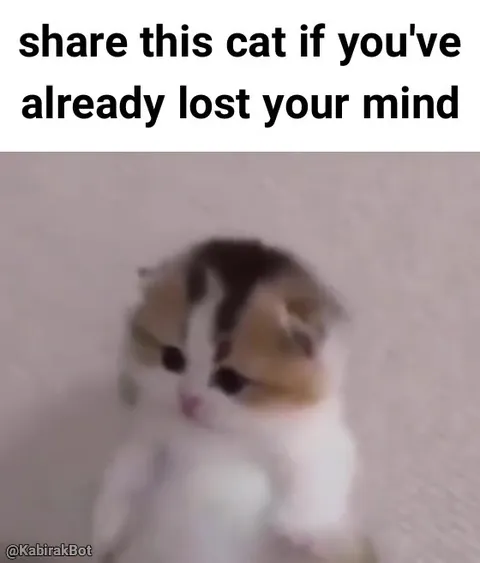 Share This Cat If You’ve Lost Your Mind
