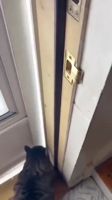 Кот ругается на снег