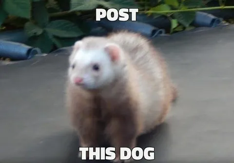 This Dog Ferret Meme