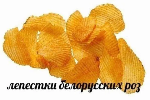 Лепестки белорусских роз
