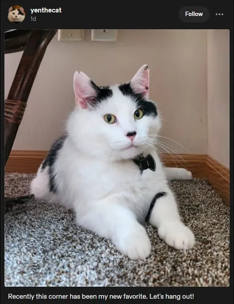 Cat's New Favorite Corner