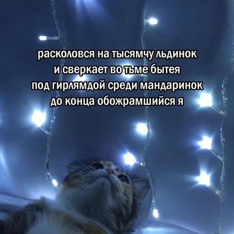 Кот под гирляндой среди мандаринок