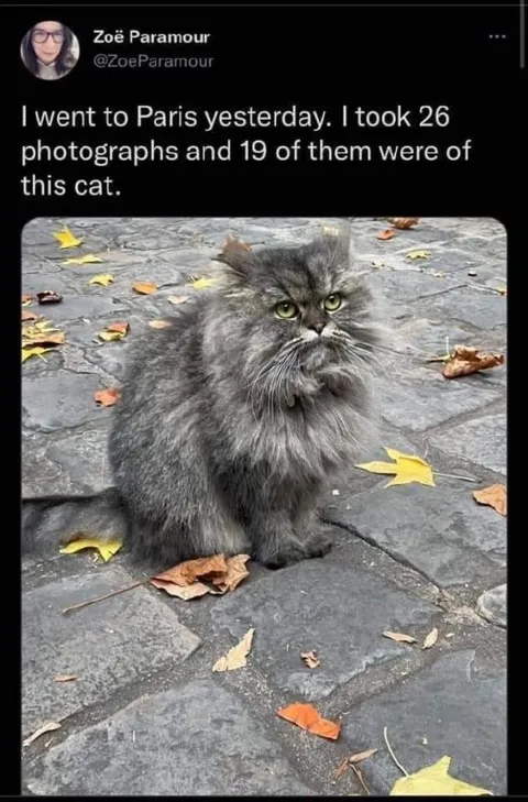 Nineteen Photos of This Cat