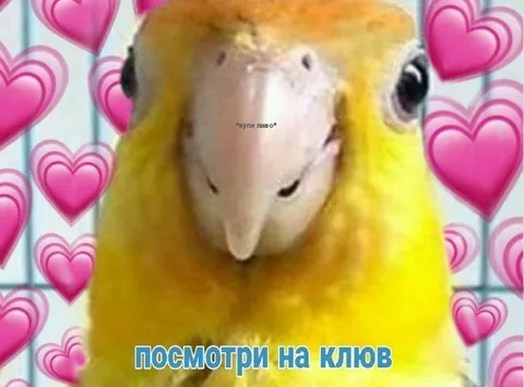 Посмотри на клюв