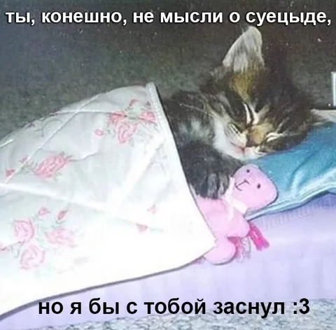 Кот не думает о суициде