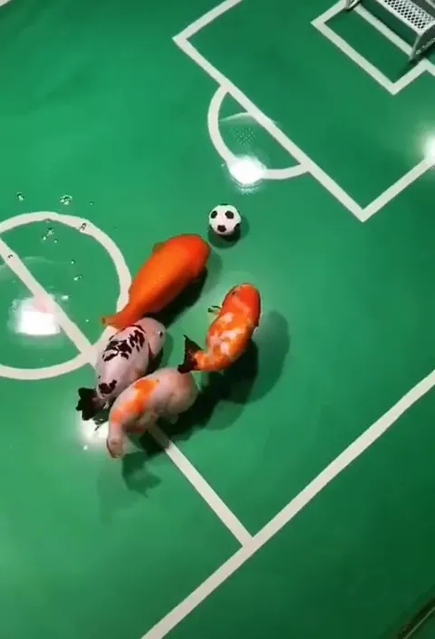 Карпы играют в футбол