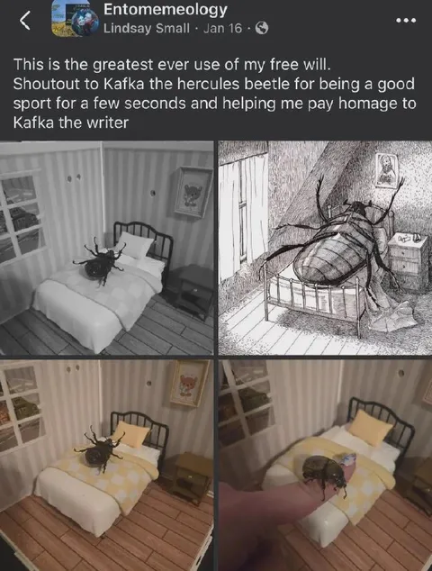 Kafka Beetle Pays Homage