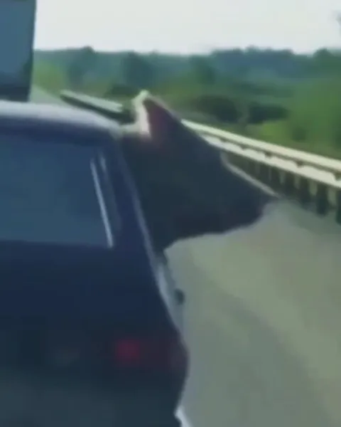 Собака высунулась из машины