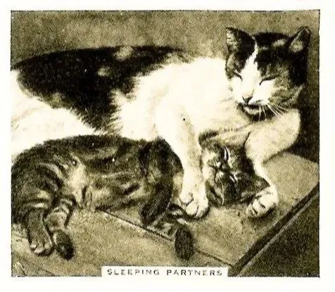 Sleeping Cat Partners