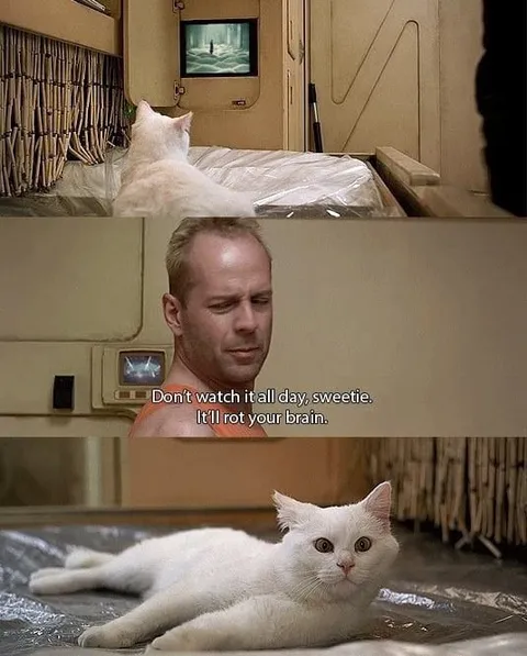 Cat Watching TV All Day
