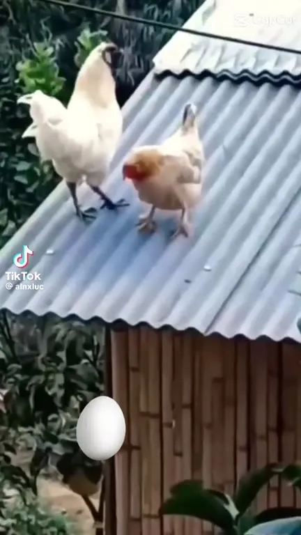 Курица с эффектным появлением Райана Гослинга