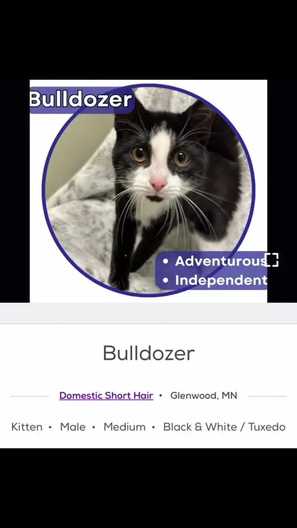 Cats With Unexpected Names