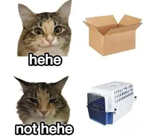 Cat Hehe Not Hehe