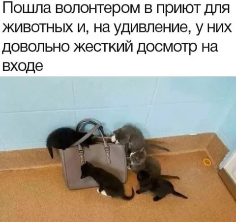 Жесткий досмотр в приюте