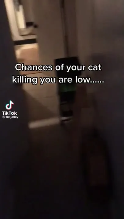 Cat's Chances Are Never Zero