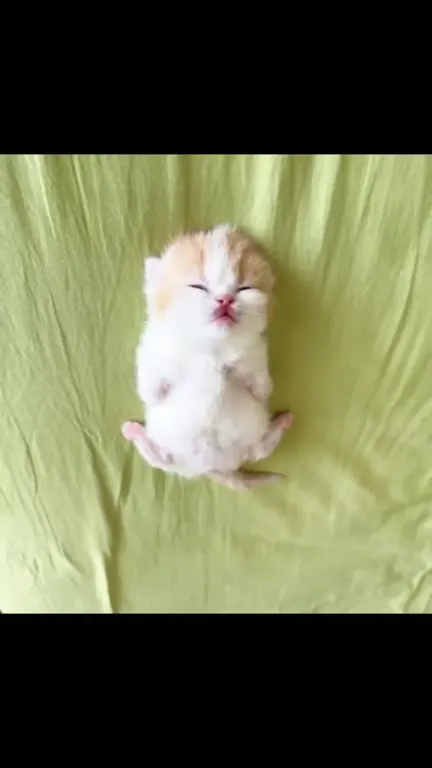 Котёнок безмятежно лежит