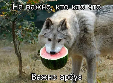 Важно, арбуз