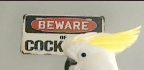 Beware of Cockatoo