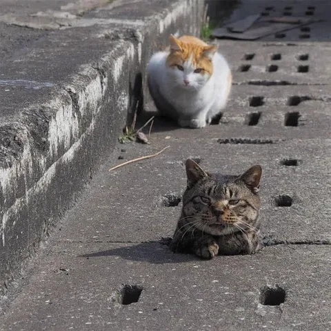 Два кота на решётке