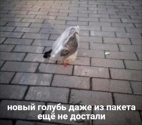 Голубь из пакета