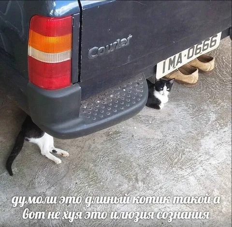 Иллюзия длинного котика