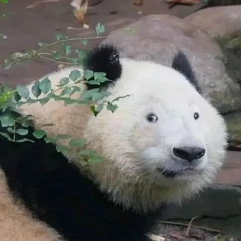 Белый медвежонок из кустов