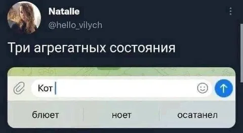 Три агрегатных состояния кота