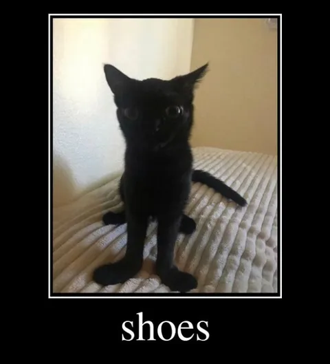 Black Cat Shoes