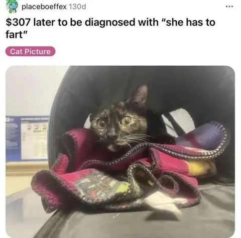 Cat Diagnosed With Farting