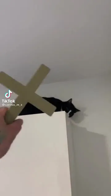 Кот изгоняет нечисть