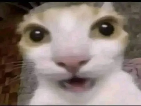 Удивлённый кот крупным планом