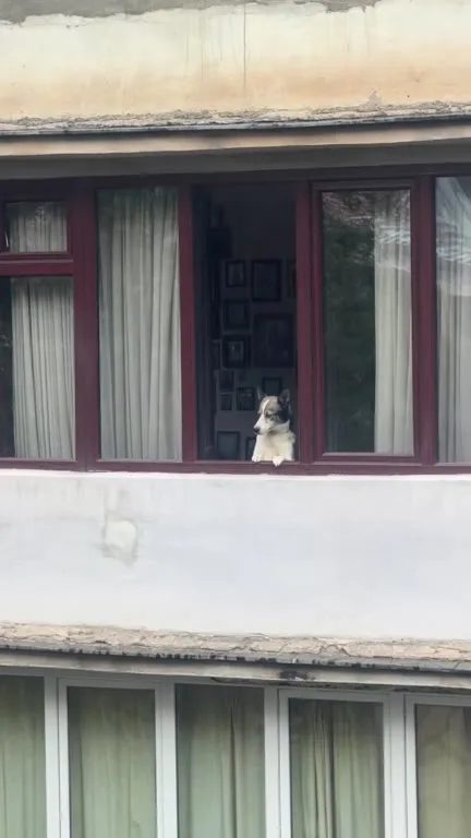 Собака смотрит из окна