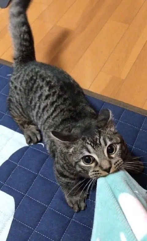 Кот не хочет отпускать одеяло