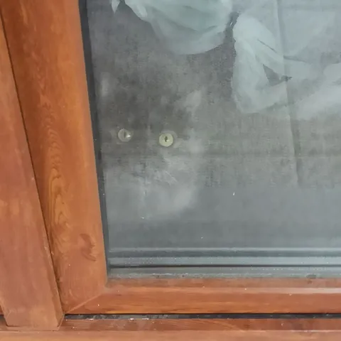 Кот за мутным окном