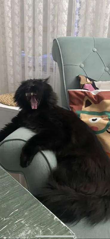 Кот устал после тяжёлого дня