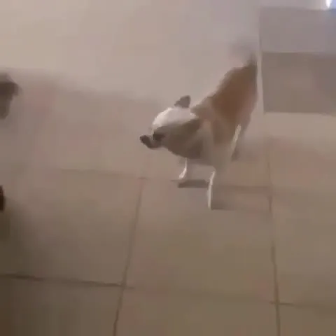 Собака падает от гудка