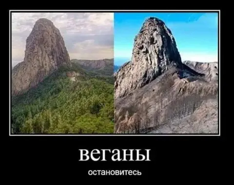 Веганы, остановитесь